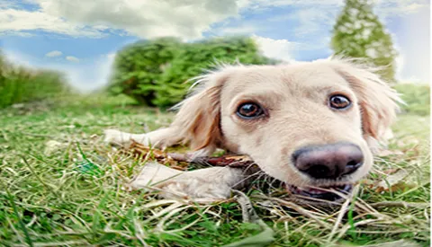 Yorba Linda Pet Care Center Picture 6