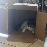 Family Pet Clinic