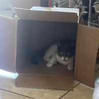 Family Pet Clinic ico