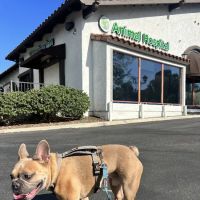 Better Health Animal Hospital ico