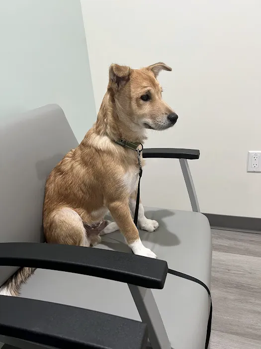 Better Health Animal Hospital Picture 6