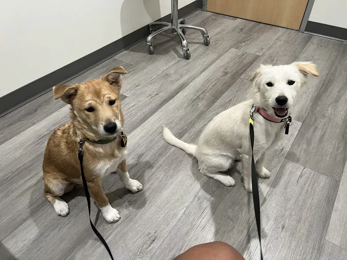 Better Health Animal Hospital Picture 4