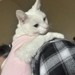 Banfield Pet Hospital