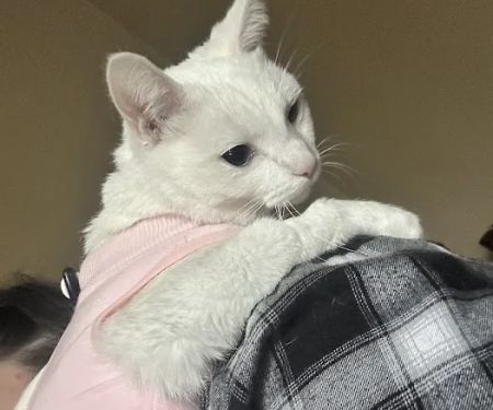 Banfield Pet Hospital