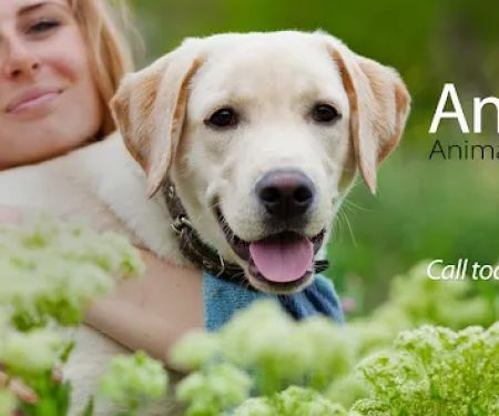 Anchor Animal Hospital