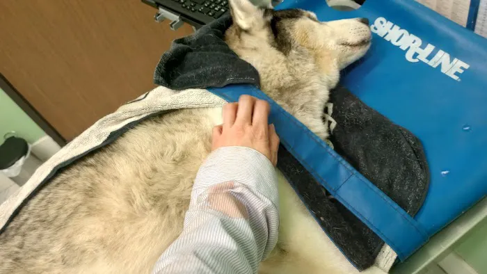 Anchor Animal Hospital Picture 2