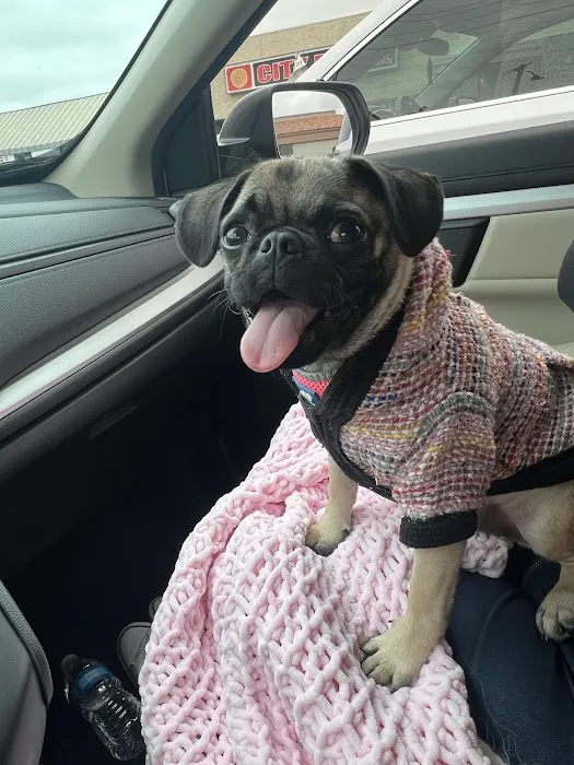 Affordable Animal Hospital of Orange Picture 3