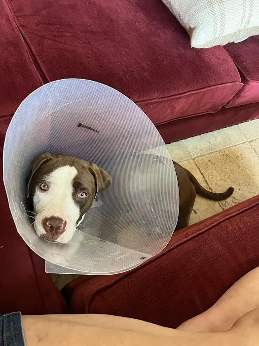 Affordable Animal Hospital of Orange Picture 2