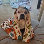 Affordable Animal Hospital of Orange
