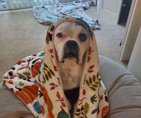 Affordable Animal Hospital of Orange