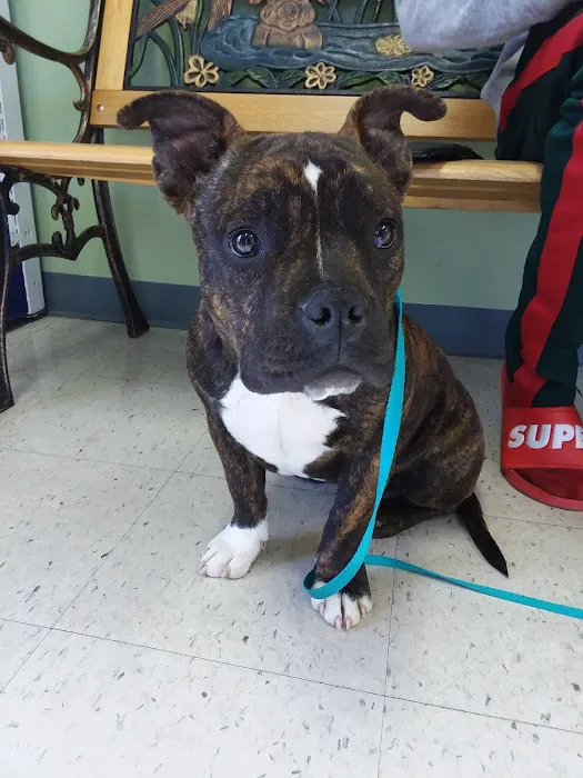 Animal Medical Center of Orange Picture 2