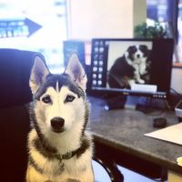 Animal Medical Center of Orange ico