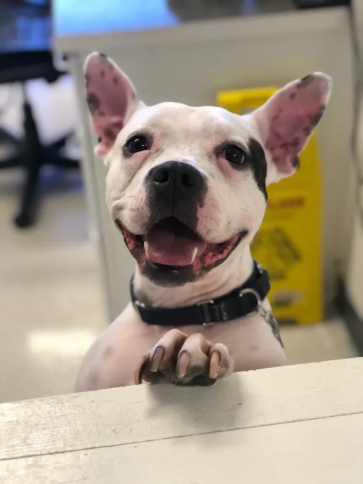 Animal Medical Center of Orange Picture 10