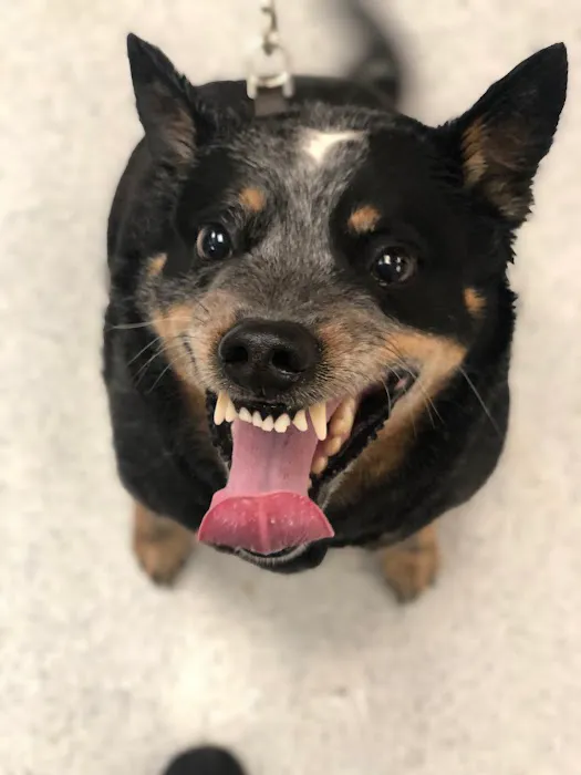 Animal Medical Center of Orange Picture 9
