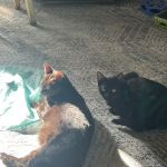 Orange Pet Clinic