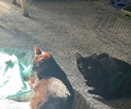 Orange Pet Clinic