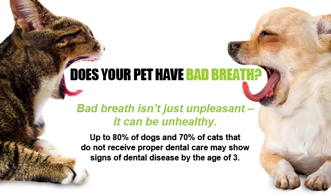 Orange Pet Clinic Picture 7