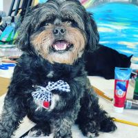 Veterinary Out-Patient Clinic ico