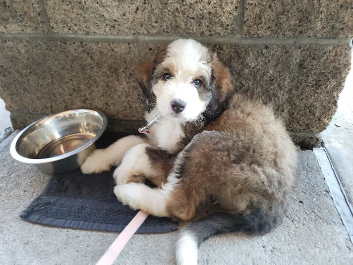 Veterinary Out-Patient Clinic Picture 6