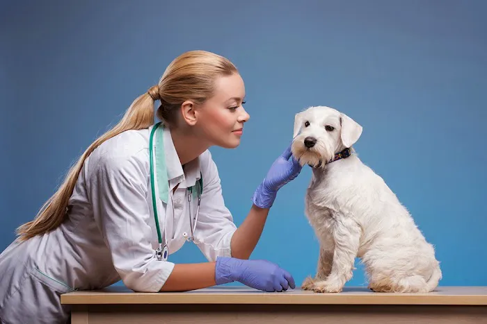 Veterinary Out-Patient Clinic Picture 8