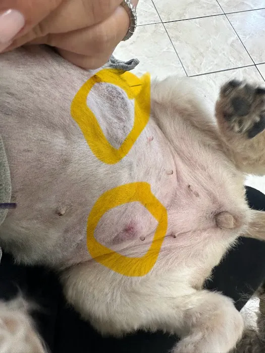 Orange-Tustin Animal Hospital Picture 2
