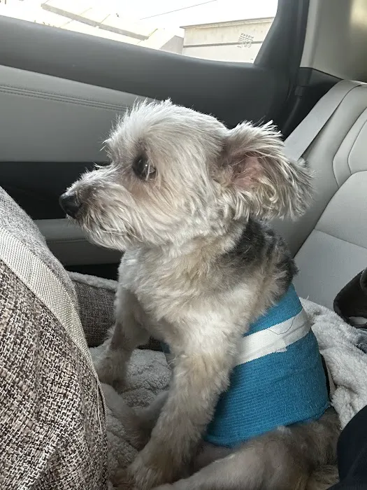 Orange-Tustin Animal Hospital Picture 5