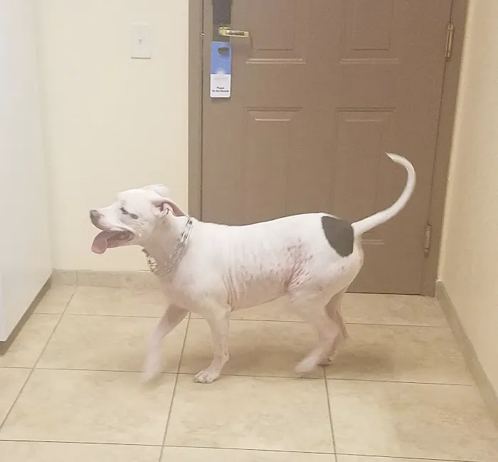 Orange-Tustin Animal Hospital Picture 7