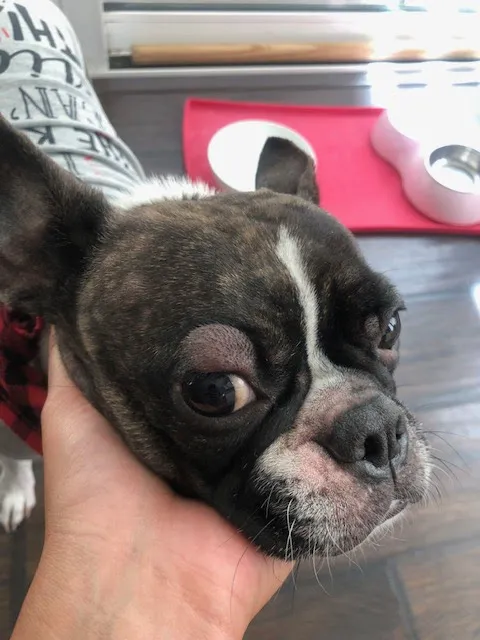 VCA Yorba Regional Animal Hospital Picture 1