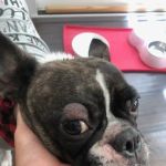 VCA Yorba Regional Animal Hospital