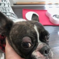 VCA Yorba Regional Animal Hospital ico