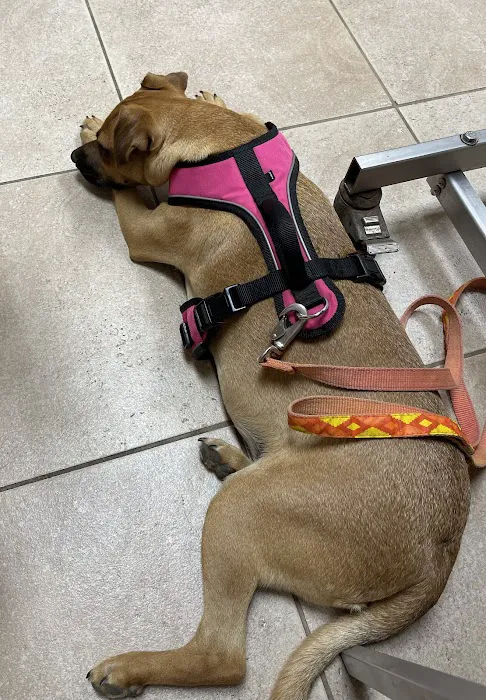 VCA Yorba Regional Animal Hospital Picture 4