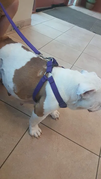 VCA Yorba Regional Animal Hospital Picture 9