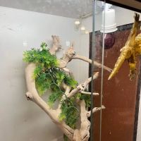 Greek and Associates Veterinary Hospital ico