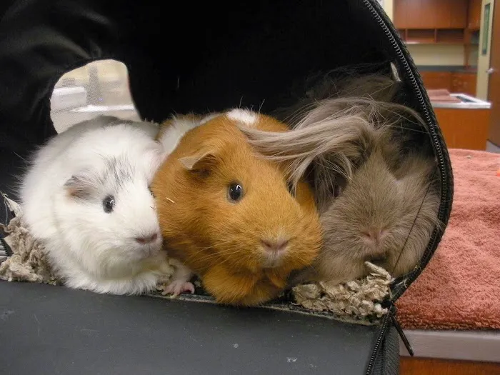 Greek and Associates Veterinary Hospital Picture 10