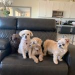 Sunrise Pet Hospital