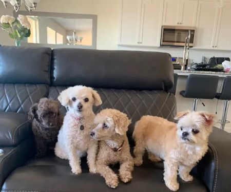 Sunrise Pet Hospital