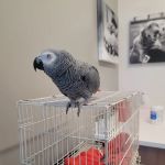 Veterinary Emergency Group