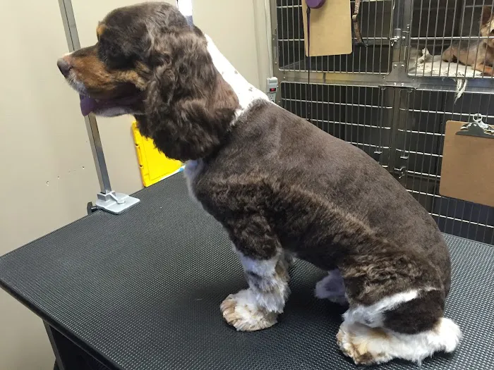 Anaheim Canyon Animal Hospital Picture 2