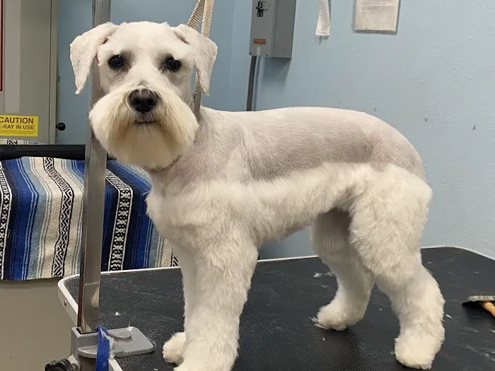 Anaheim Canyon Animal Hospital Picture 1