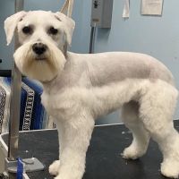 Anaheim Canyon Animal Hospital ico