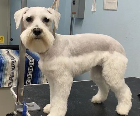 Anaheim Canyon Animal Hospital