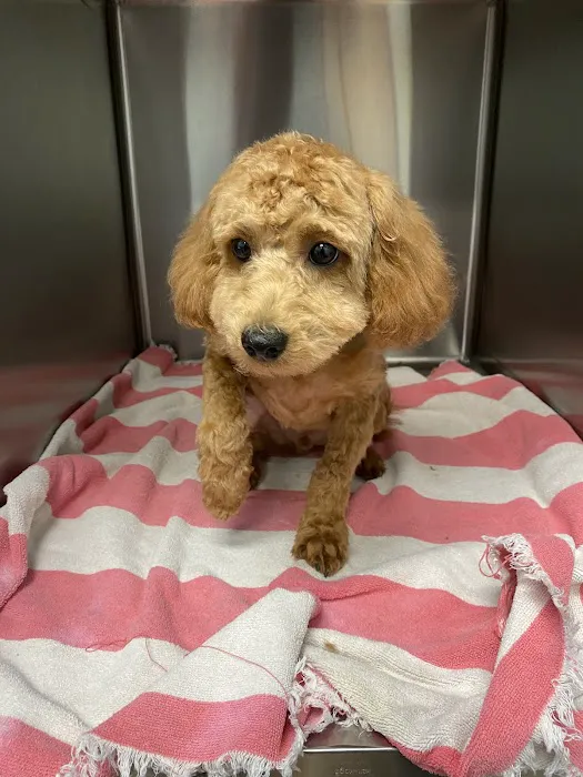 Anaheim Canyon Animal Hospital Picture 3