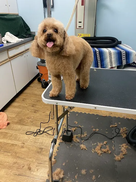 Anaheim Canyon Animal Hospital Picture 5
