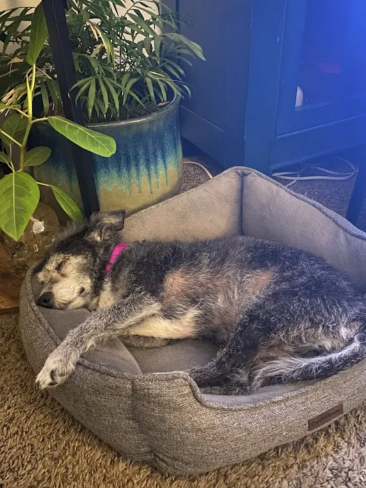 Brookhurst Animal Medical Center Picture 4