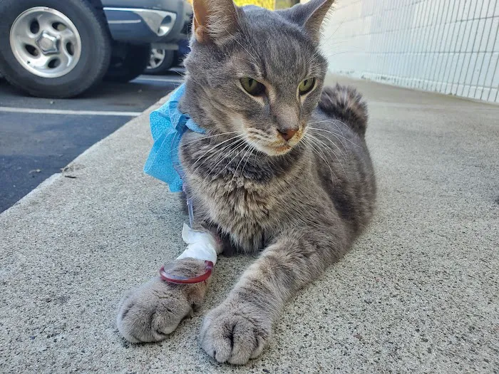 Brookhurst Animal Medical Center Picture 2