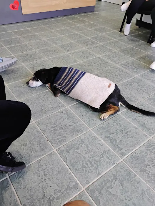 Brookhurst Animal Medical Center Picture 7
