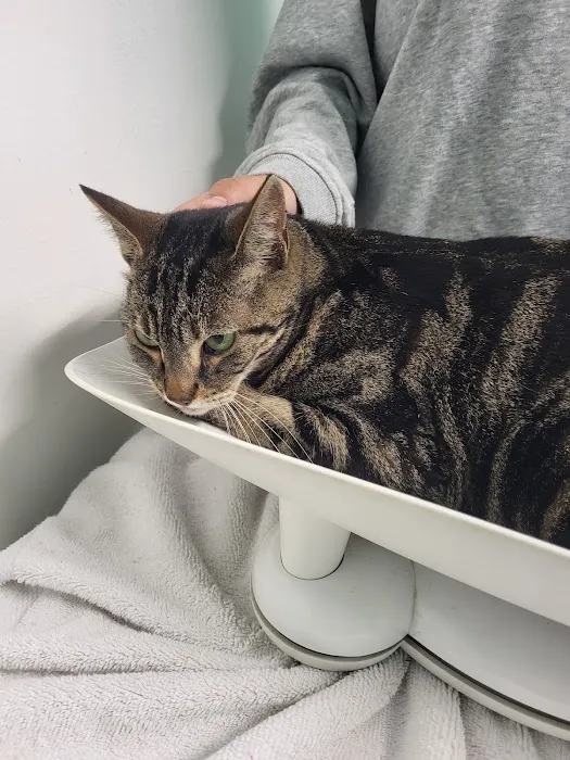 Brookhurst Animal Medical Center Picture 8