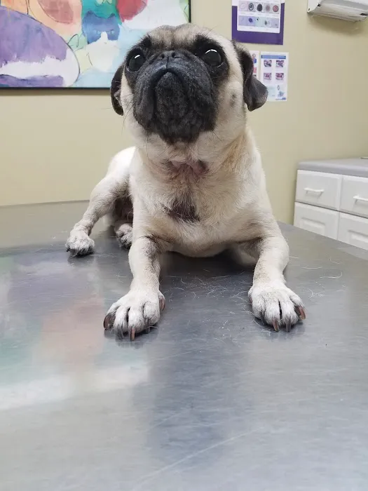 Katella Animal Clinic Picture 3