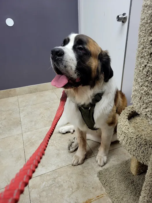 Katella Animal Clinic Picture 4