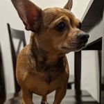 Katella Animal Clinic